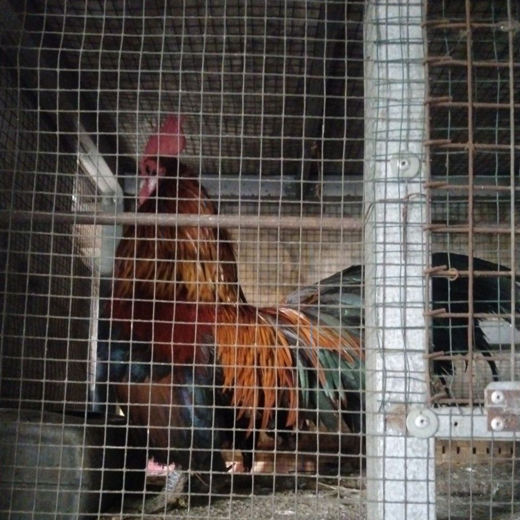 Ayam Hutan Asli Palembang Sepasang