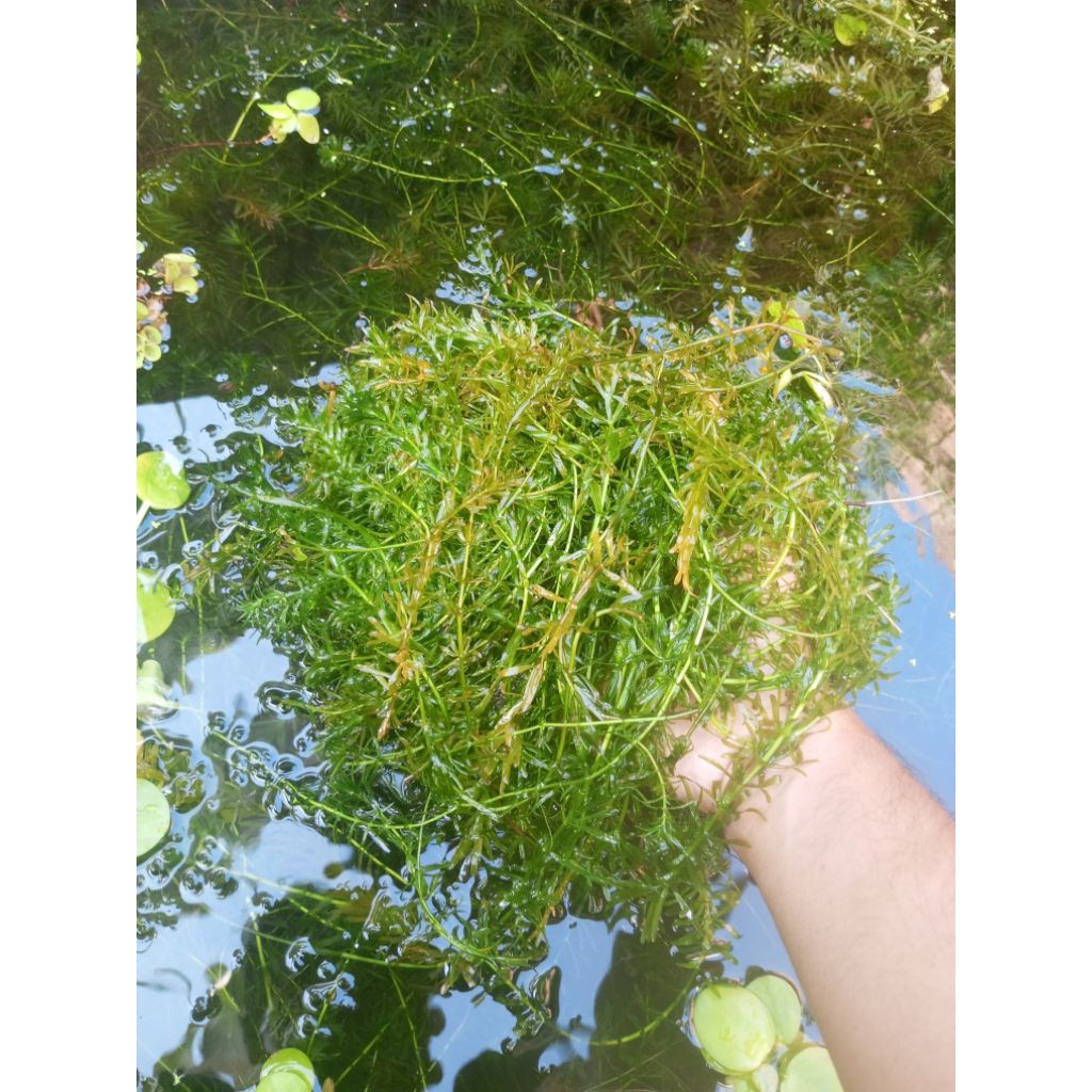 ganggang air tawar hydrilla