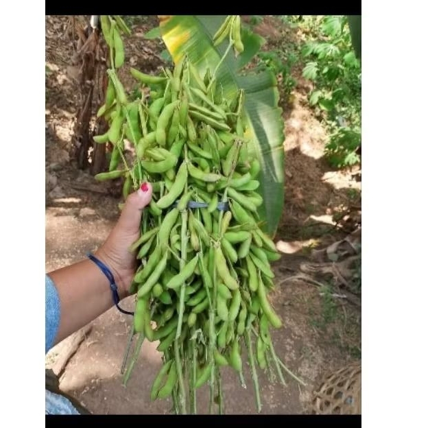 

kacang kedelai 1ikat /1kg spek godogan