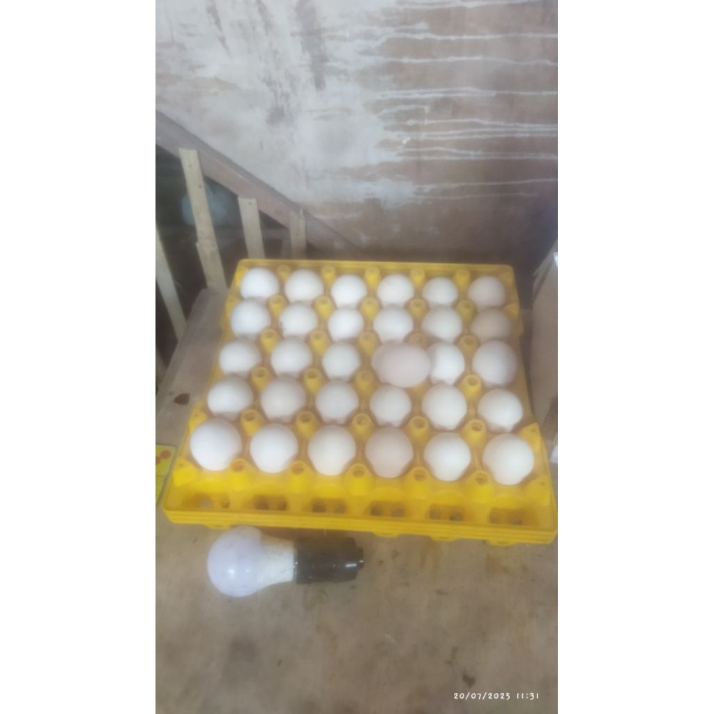 

Telur Fertil Ayam Kampung Petelur Kraksaan /KPK/