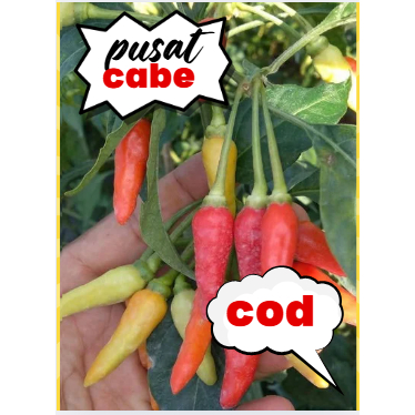 

100 gram cabe rawit segar petik lansung dari petani