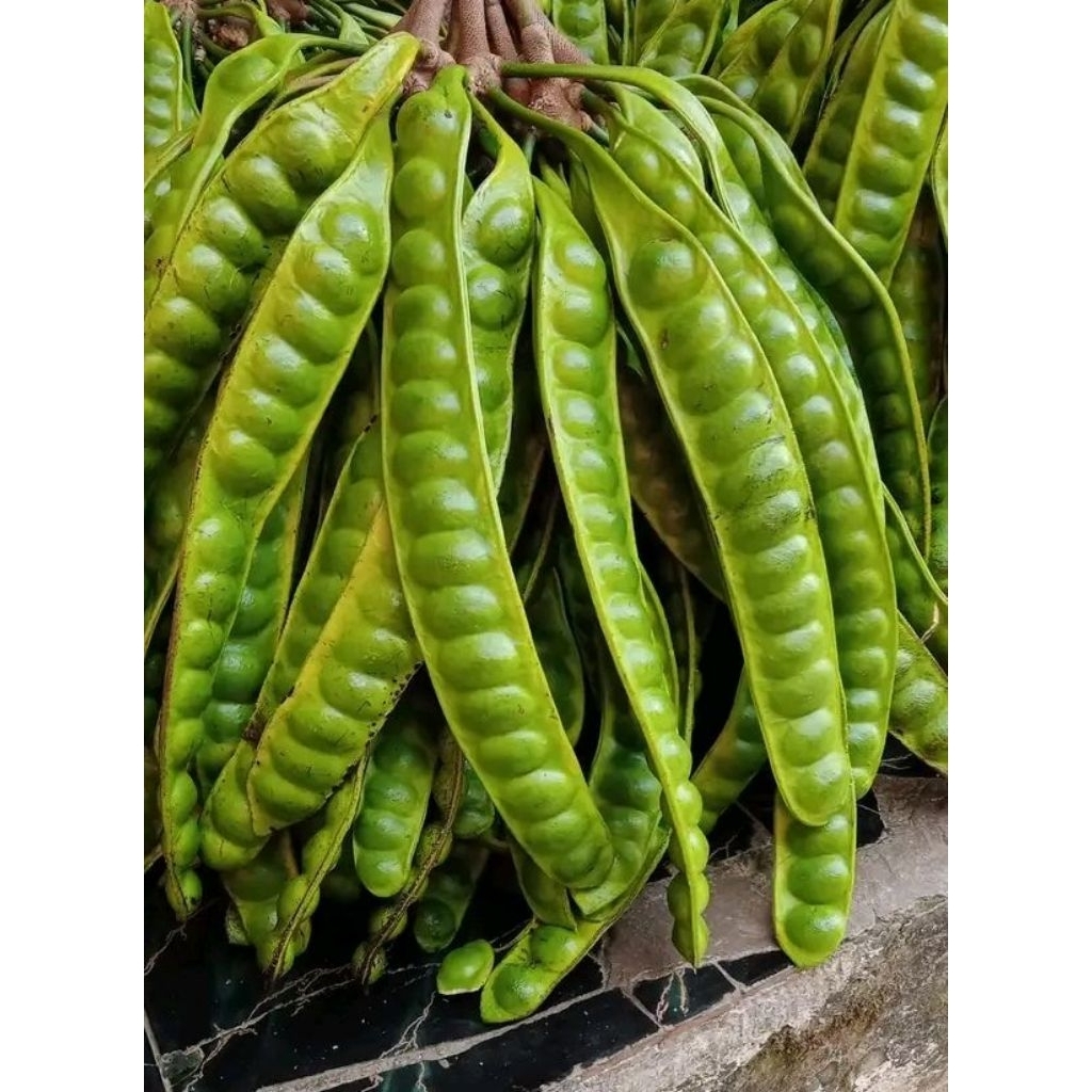 

pete padi baru petik pendk super per 10 biji