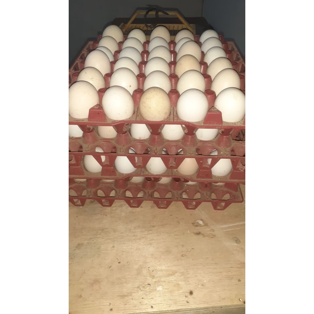 

telur tetas/fertil ayam kampung petelur ( brown leghorn x uraba )