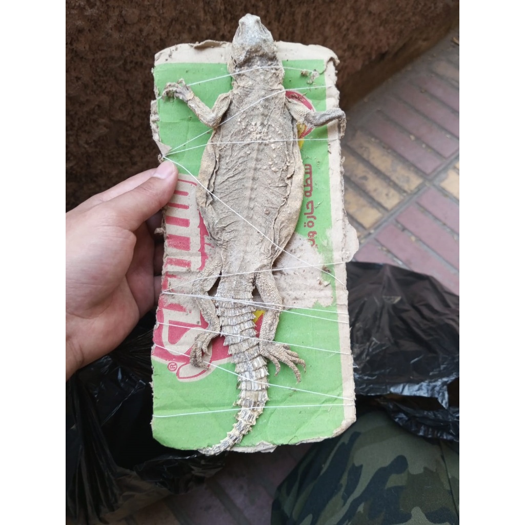 

DHAB MESIR KERING ORIGINAL