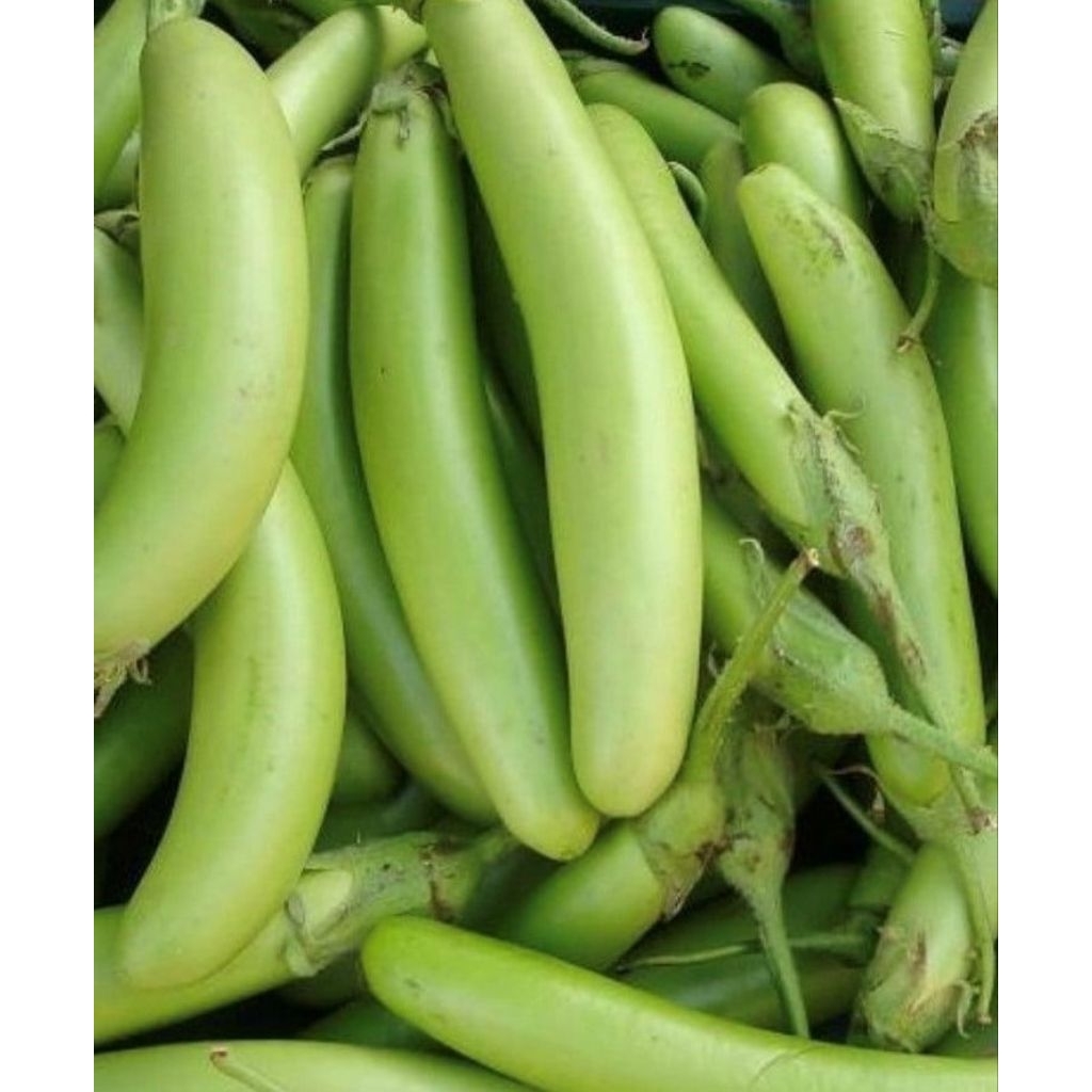 

Terong Hijau Segar 500gr — Untuk Tumisan, Lodeh, Sambal!