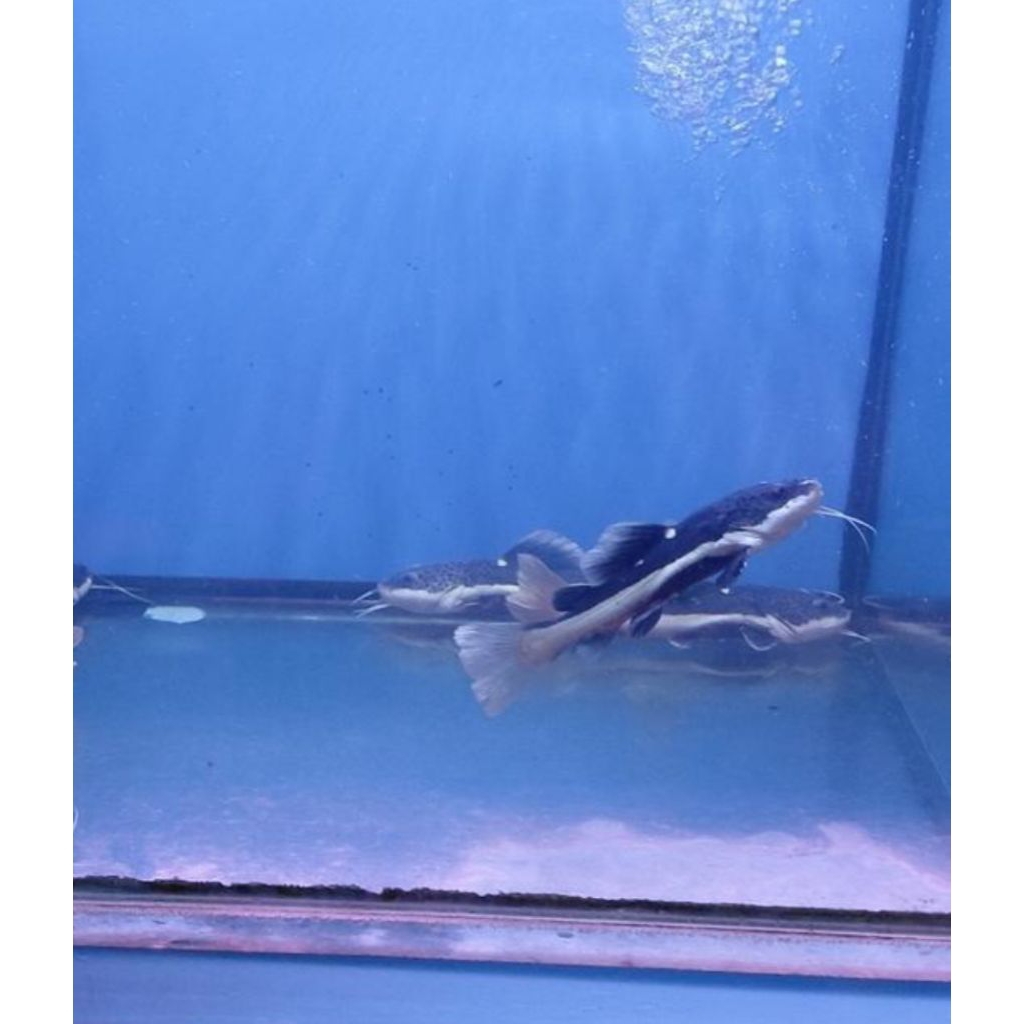 IKAN HIAS RED TAIL CATFISH (RTC) SIZE 5-7 CM PER EKOR