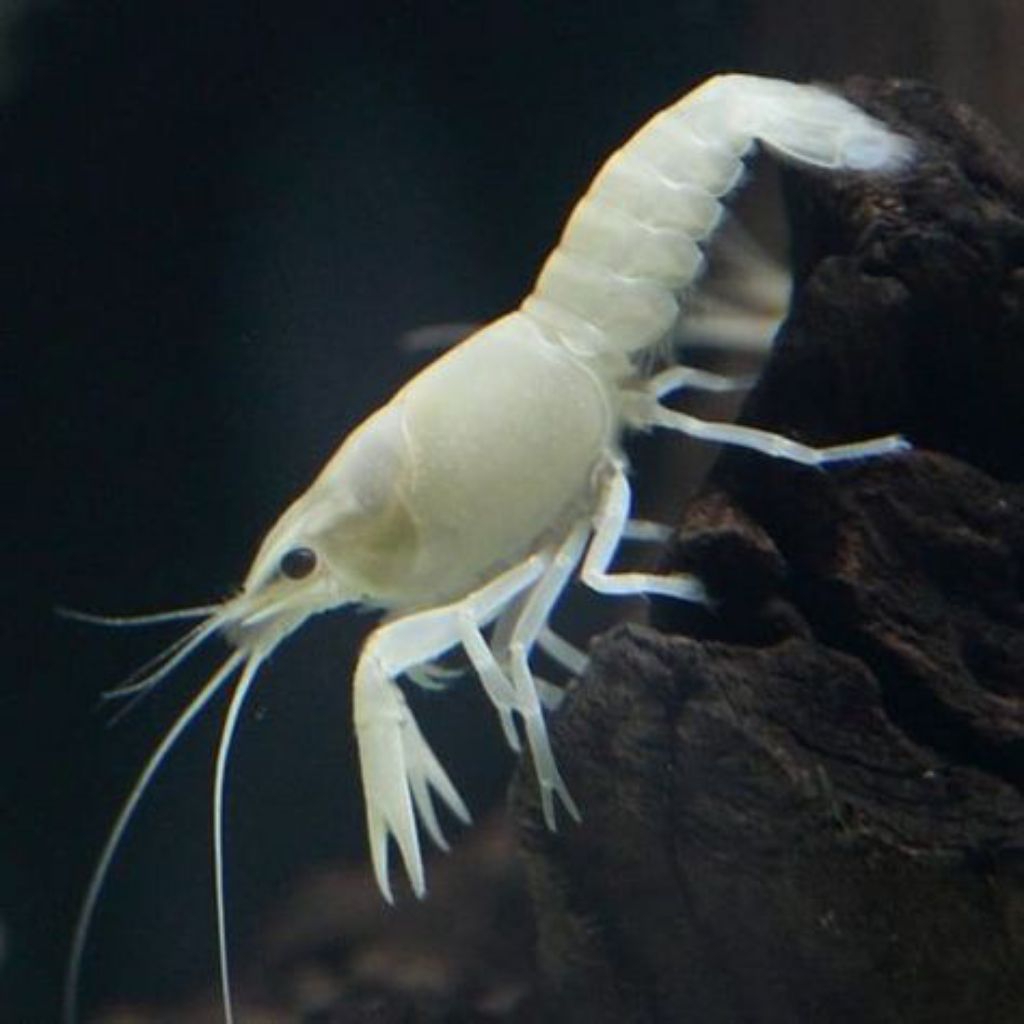 Lobster Hias Putih Lobster Hias Aquarium