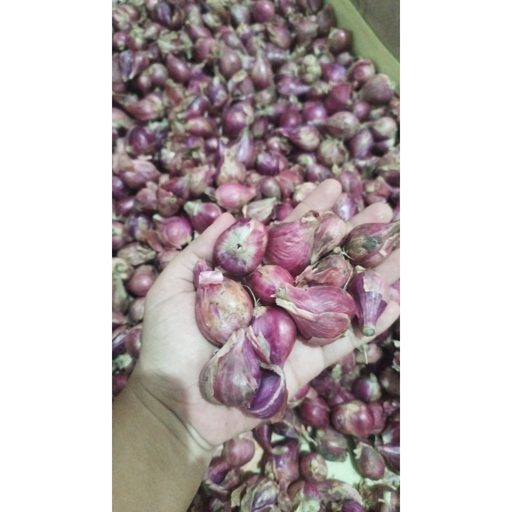 

bawang merah Brebes super besar 500g- 1000gr