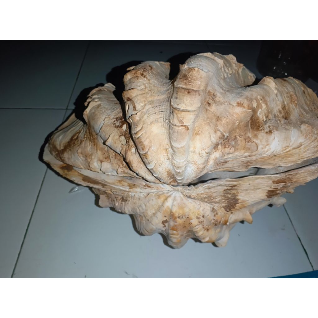 

CangkangKerangKimaJumbo