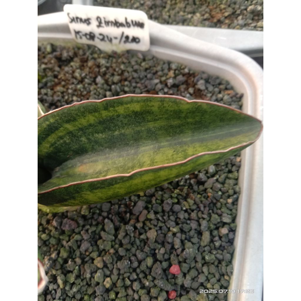sansevieria sinus zimbabwe variegata / tanaman hias lidah mertua / tanaman sekulen / tanaman kaktus 
