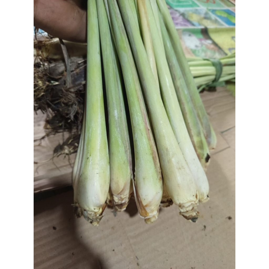 

SEREH JUMBO SERAI BANGKOK JUMBO 1KG BERSIH