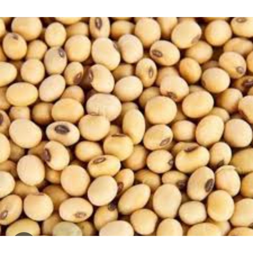 

kedelai mentah 500g brg berkualitas