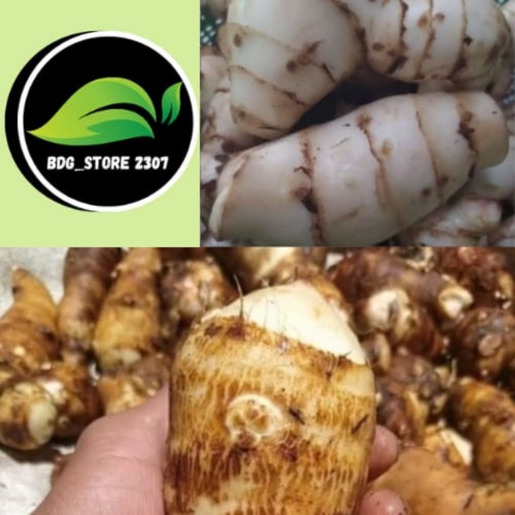 

paket KUMPLIT umbi ganyol dan umbi talas 1,KG