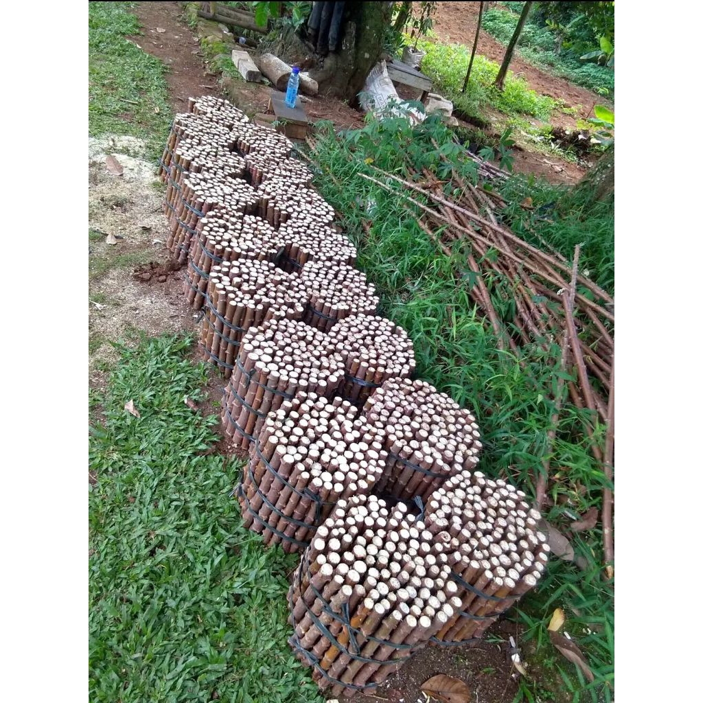 

PROMO!!! (BELI1 GRATIS 1) STEK BATANG SINGKONG MENTEGA ISI 10 BATANG