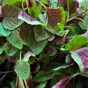 

BAYAM BATIK/BATIK SPINACH 1 IKAT