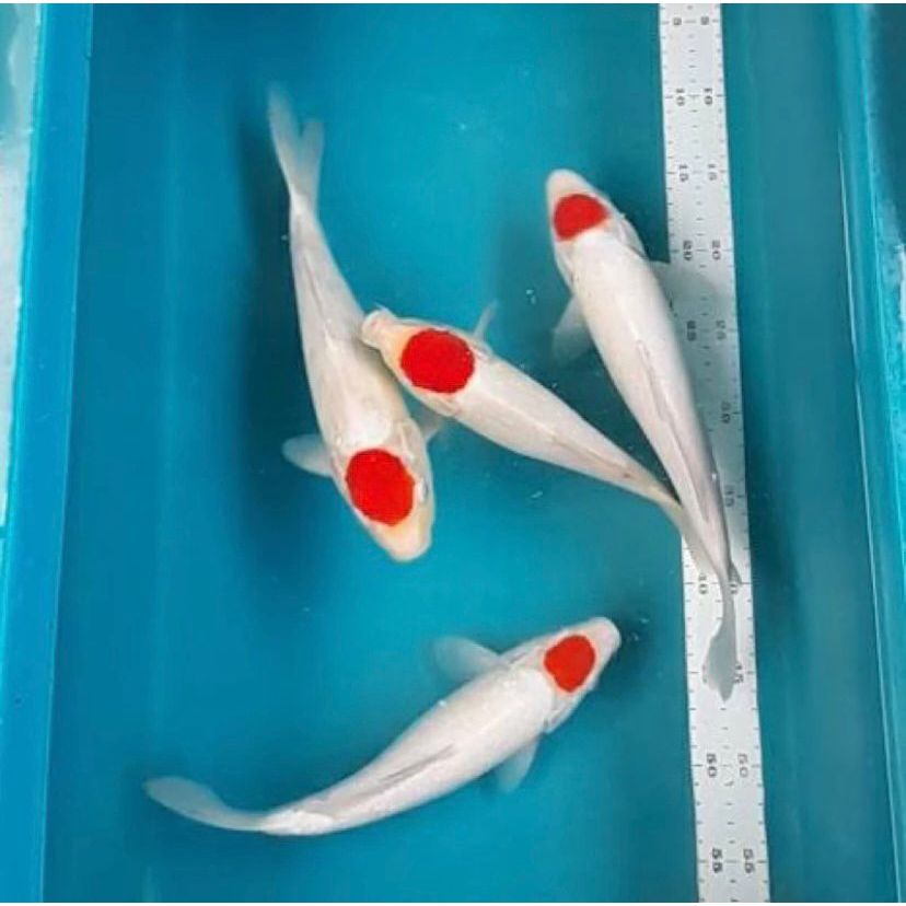 

BIBIT KOI TANCHO GRADE A SIZE 8-12CM
