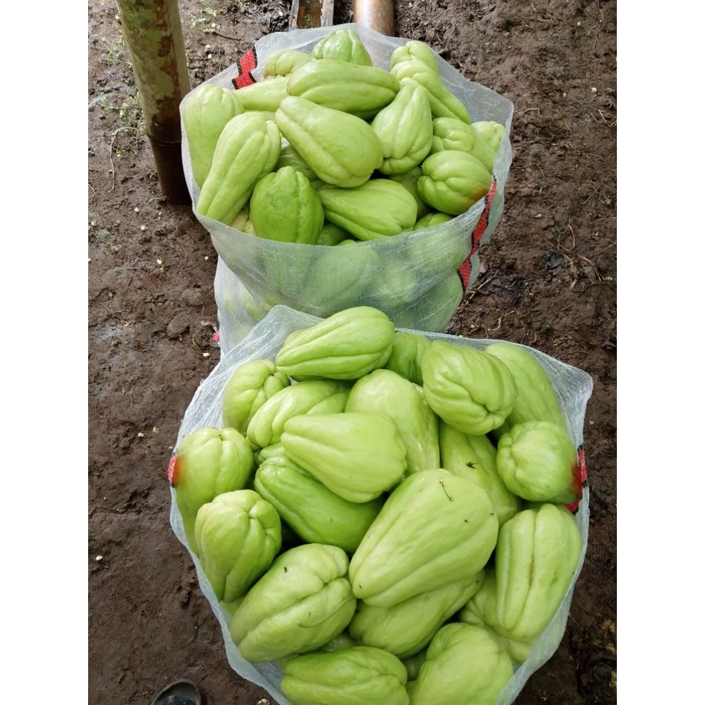

Labu siam masih fresh 1 kg 6.000