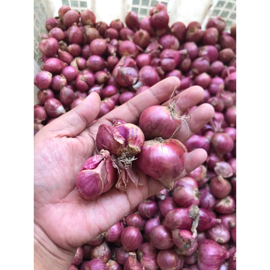 

Bawang merah super ukuran sedang kebesar murah