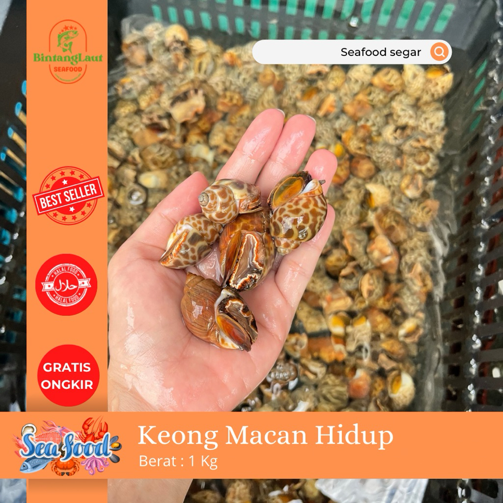 KEONG MACAN HIDUP 1KG