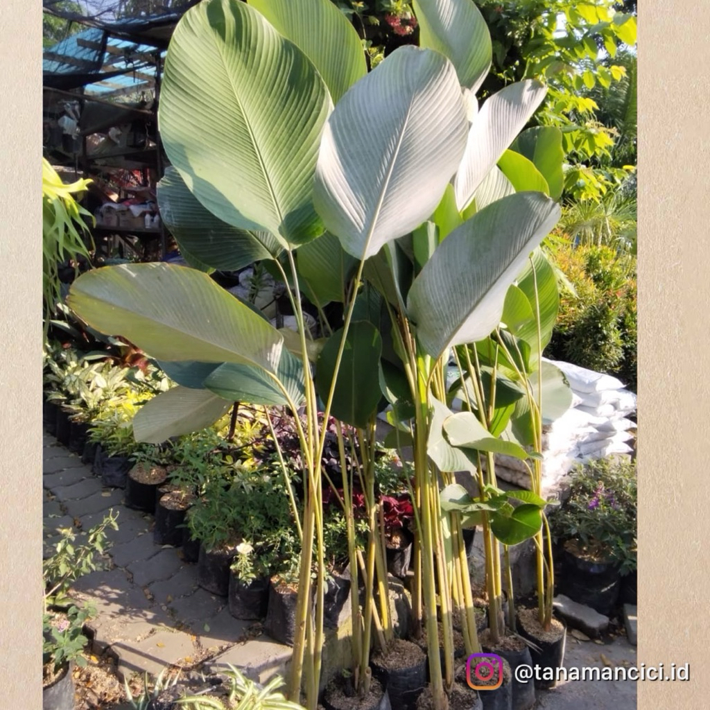 tanaman hias pisang2an pisang katak bali real pict rimbun ada ukuran pendek dan tinggi