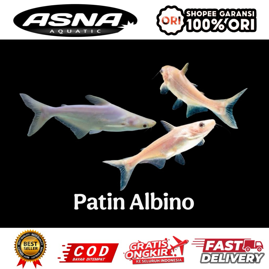 paket isi 10pcs patin albino hiasan aquarium