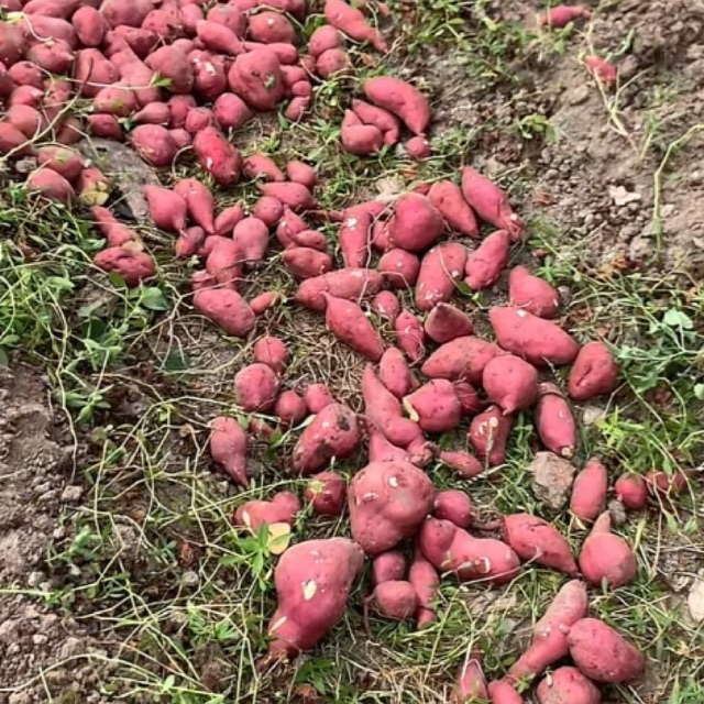 Ubi Jepang Viral 1KG/Ubi Goguma/ Ubi Jalar Merah Putih/ Ubi Jalar Putih/UBI MERAH/Ubi Jalar Manis / 