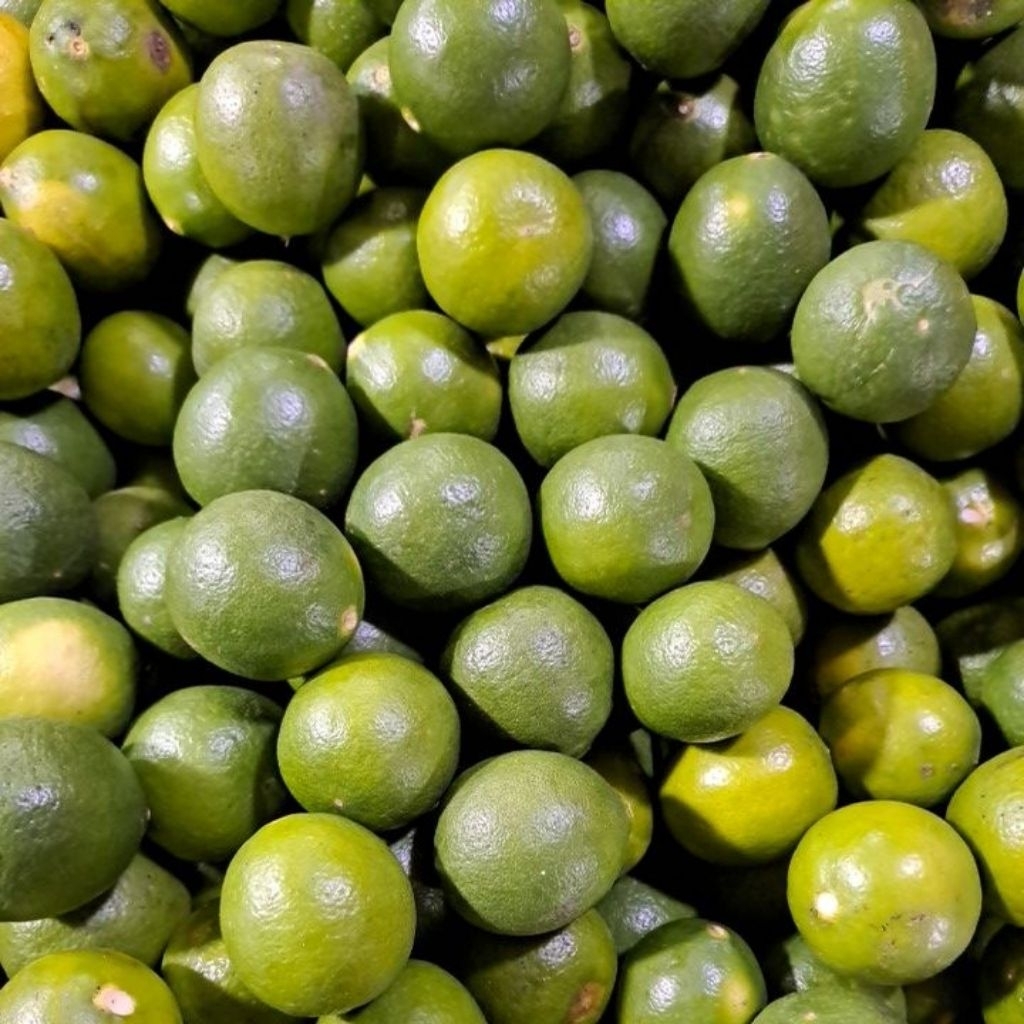 

Jeruk Nipis Segar Murah Bandung