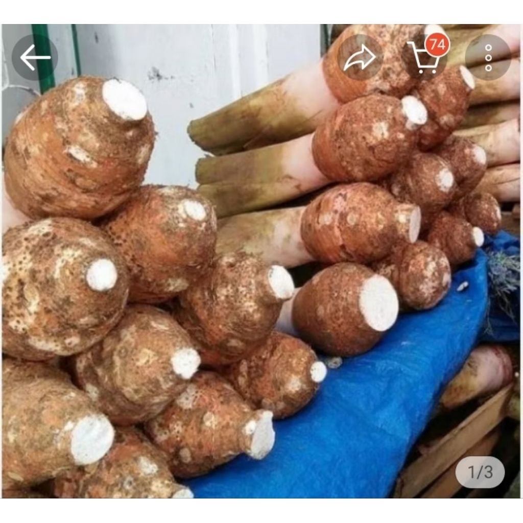 

Umbi talas bogor super/pulen 1kg
