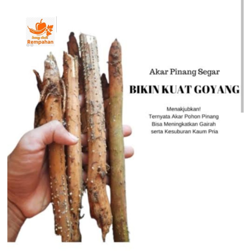 

akar pinang segar fresh 500 gram