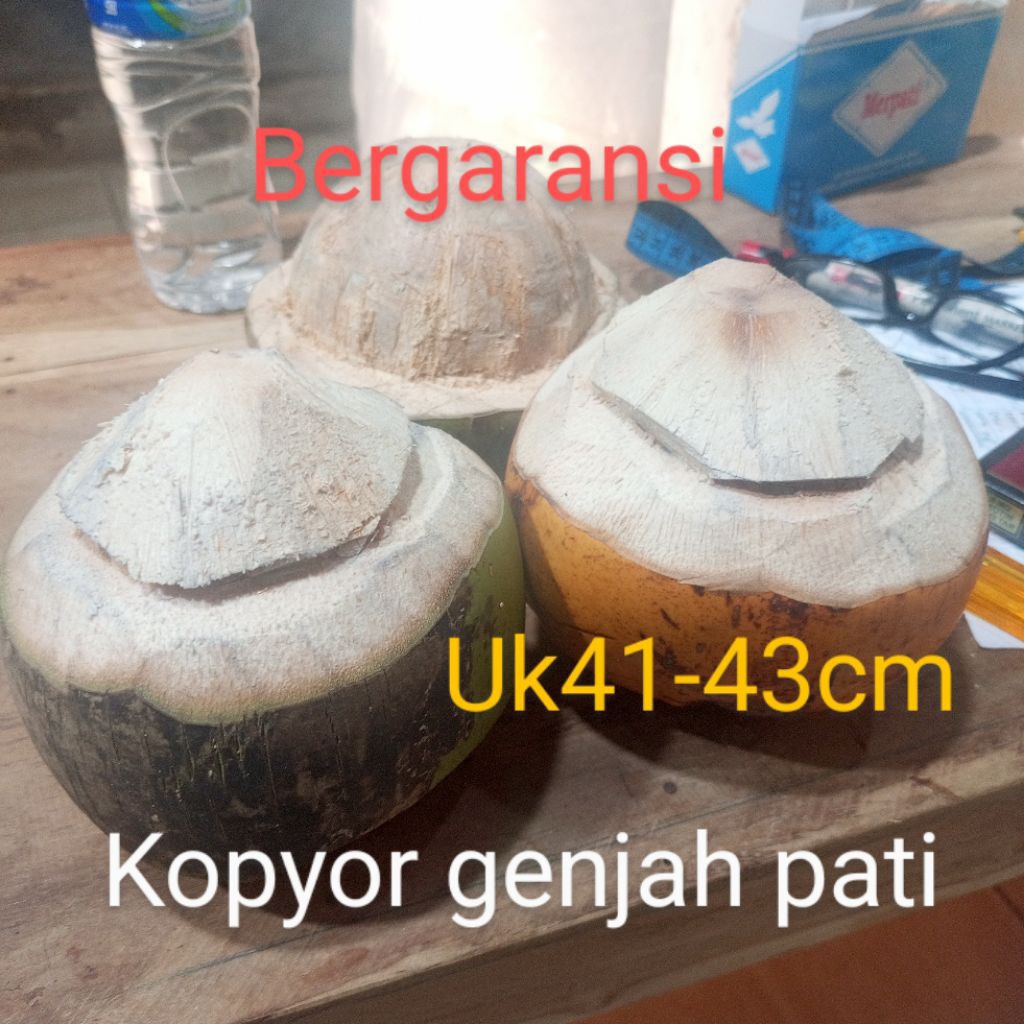 

kopyor kupas seset uk 41-43cm