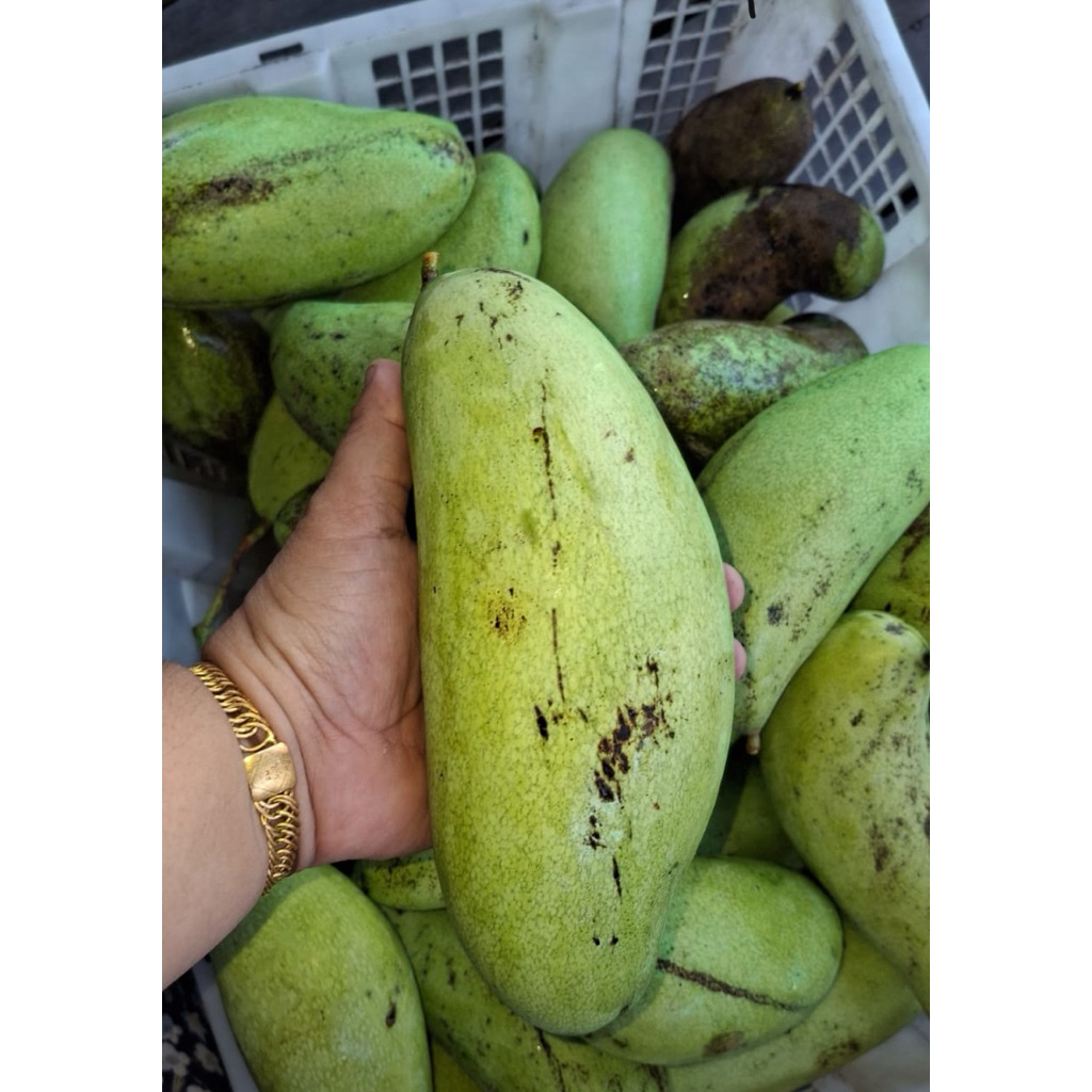 

Mangga Golek mudaa buat rujak