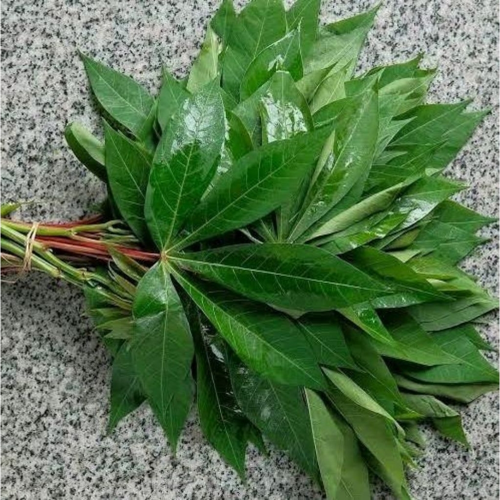 

Daun singkong segar per 1 ikat / Daun singkong hijau fresh langsung petik dari pohon