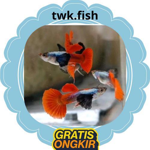 Aksesoris Sepasang Guppy PRTDE untuk Ikan Hias