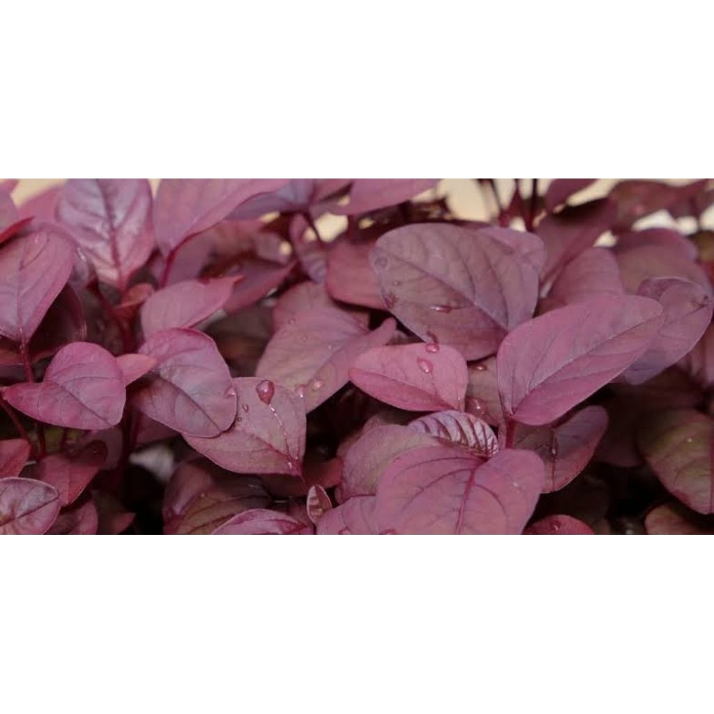 100 BIJI BIBIT BENIH BAYAM MERAH / BAYAM MERAH AKAR / BAYAM MERAH CABUT