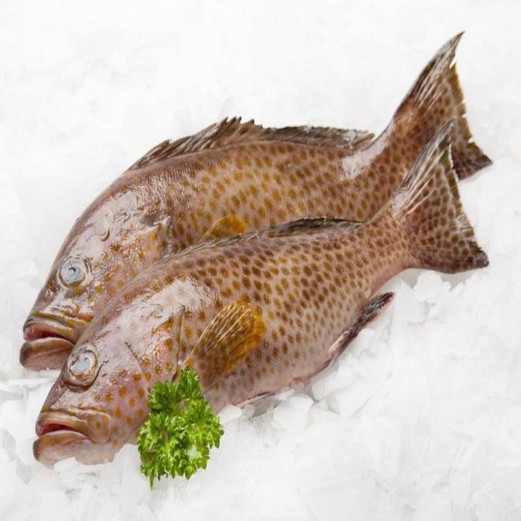 

MUARA FRESH Ikan Kerapu Fresh Berat 1Kg isi 2-3 ekor Ikan Fresh Ikan Kerapu Hidangan Imlek