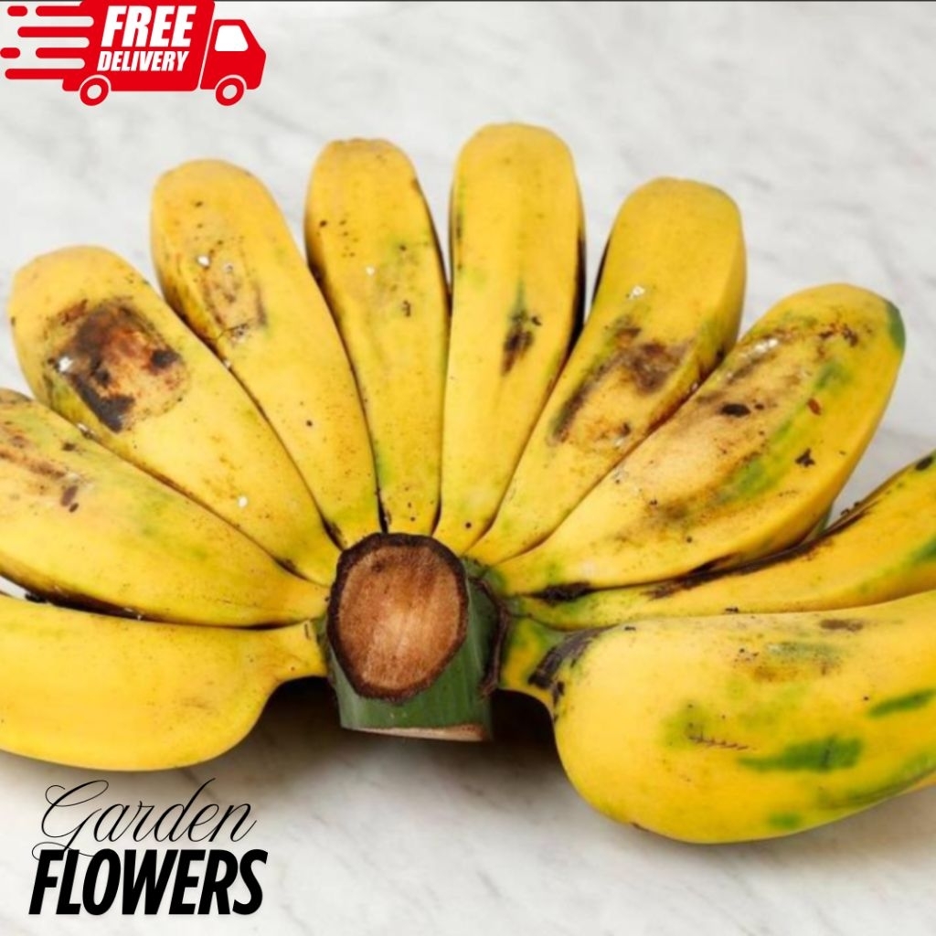 

PISANG KEPOK ASLI JAWA 1KG PISANG SETENGAH MATANG