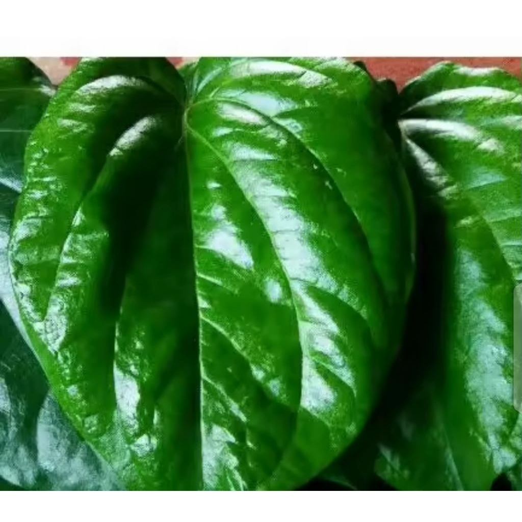 

DAUN SIRIH HIJAU SEGAR 40 LEMBAR