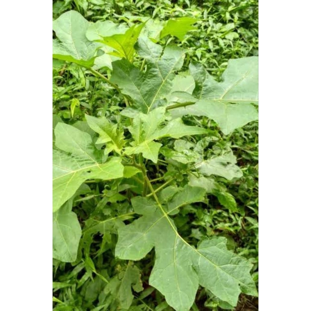 

Daun takokak segar murah petik langsung 500 gram