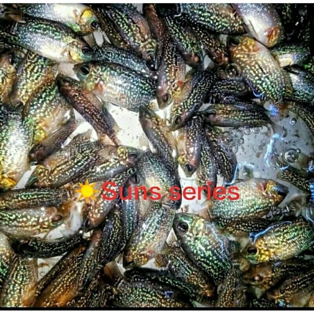 Promo Hiasan Aquarium Cencu Grade Super Mutiara full