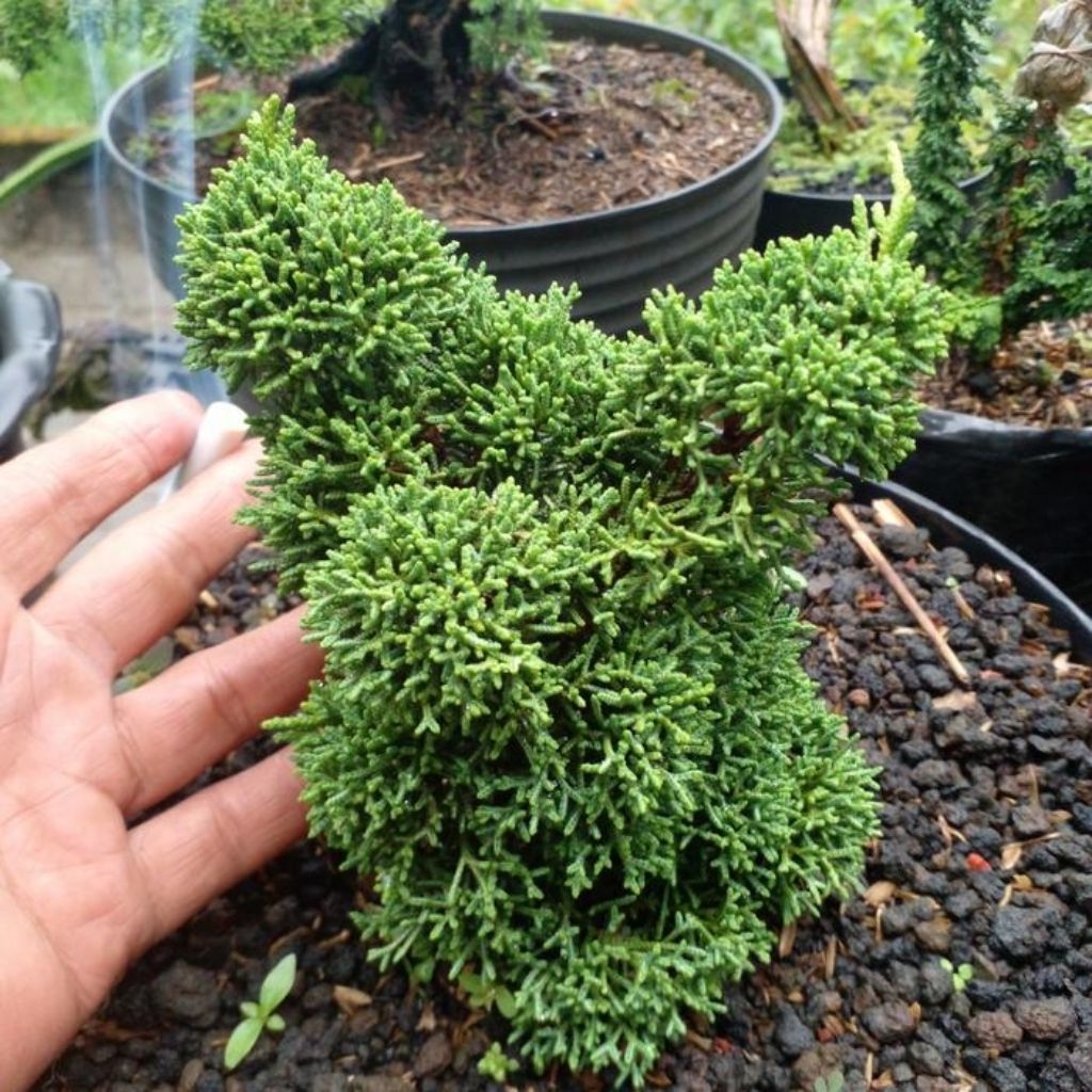 Tanaman Cemara Sargenti Pingpong / Cemara Kishu / Juniperus Kishu / Dwarf Japanese Garden Juniper