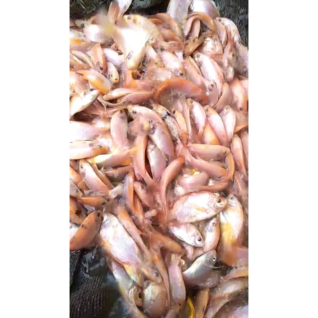 Bibit Nila Merah Repacking 1 kilo