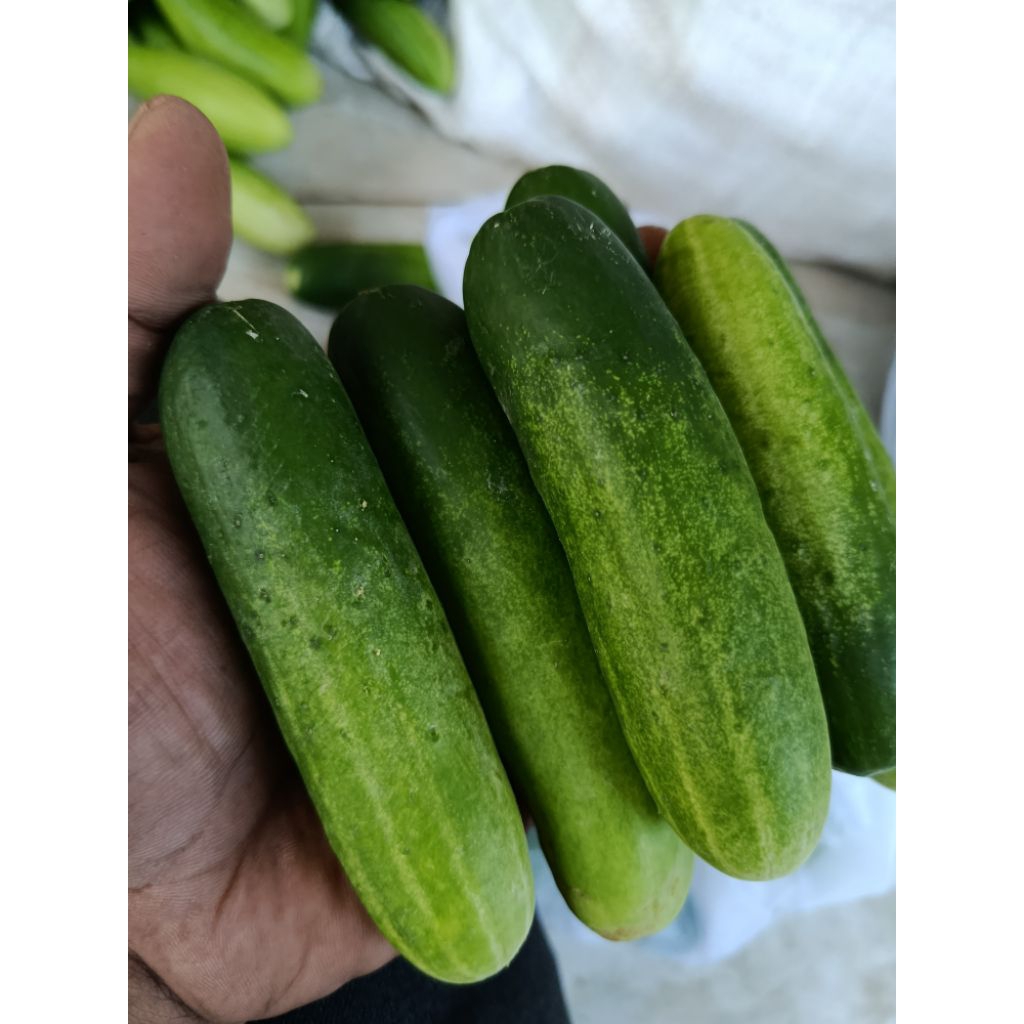 

mentimun fresh timun lalaban 500gr