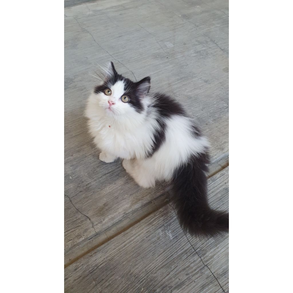 Kucing Persia Anakan Kitten Persian Black & White