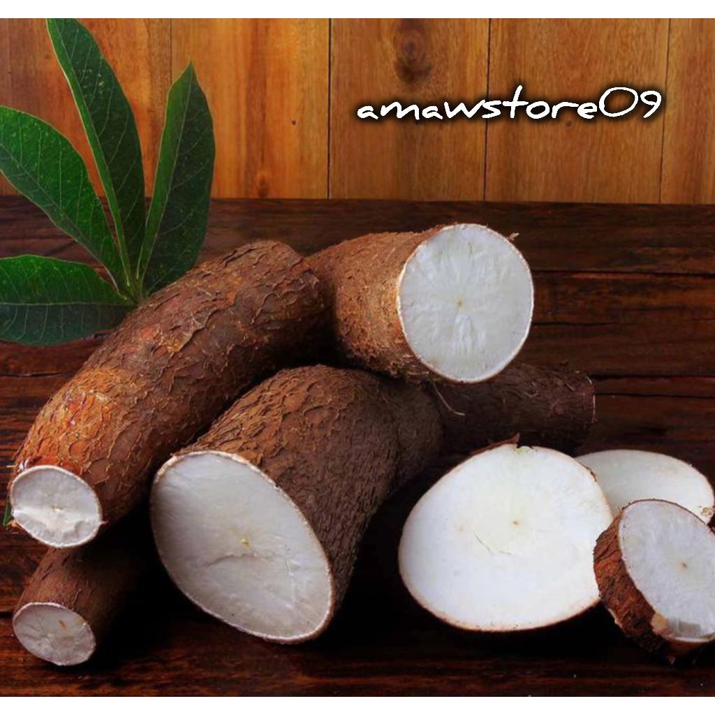 

SINGKONG MENTEGA MENTAH 1 KG