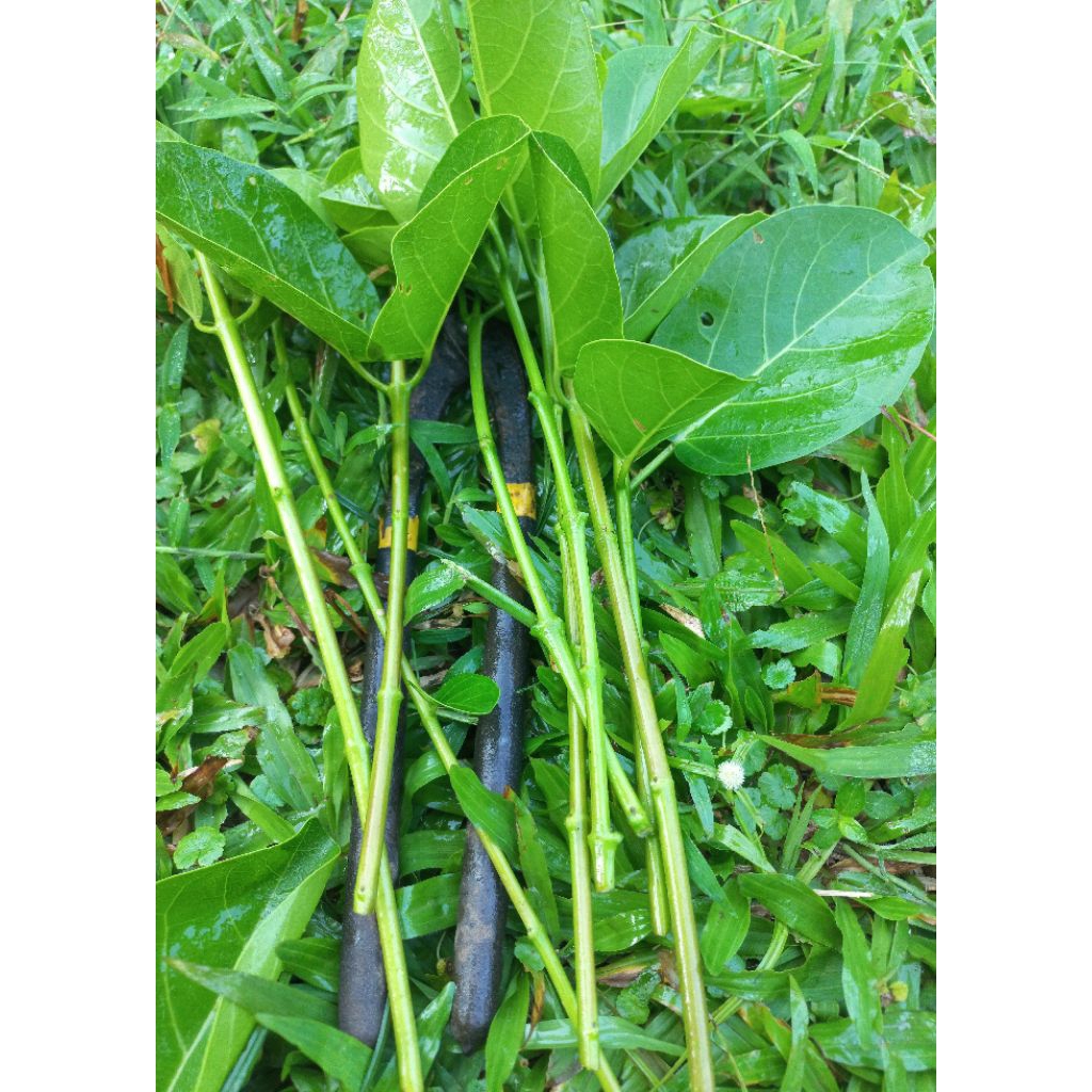 sancang stek,bibit sancang, stek bonsai sancang