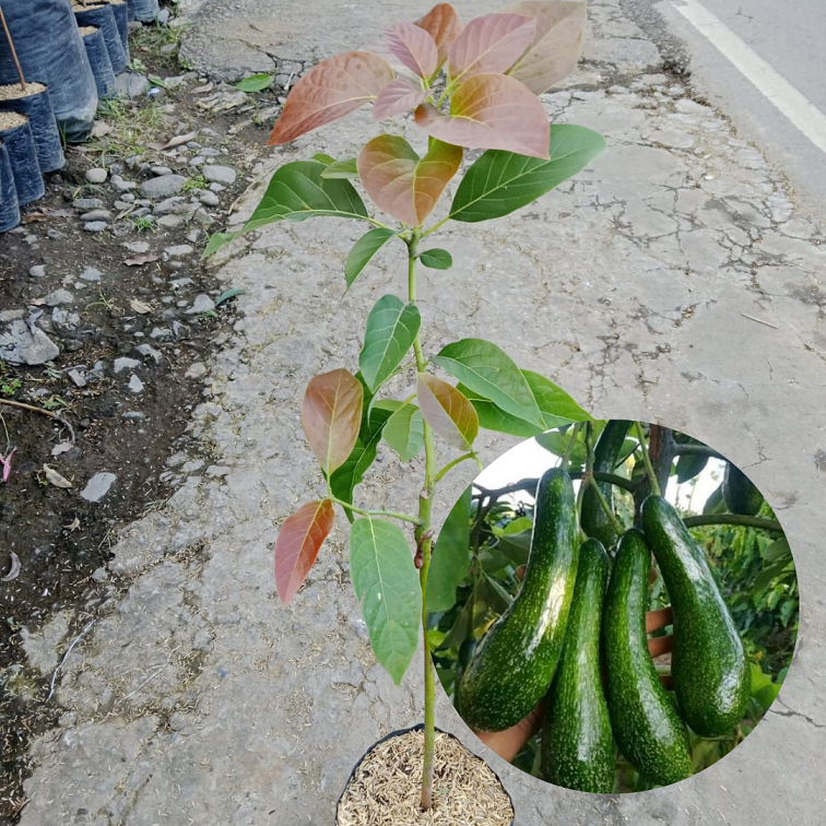 Bibit Buah Alpukat Kelud