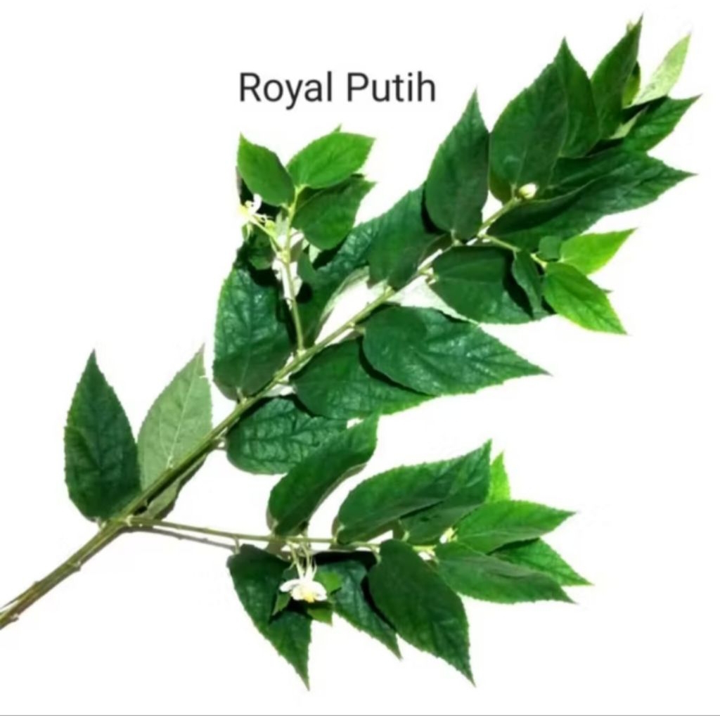 

DAUN KERSEN HERBAL SEGAR ORGANIK PETIK SAAT ORDER ISI 10 DAUN