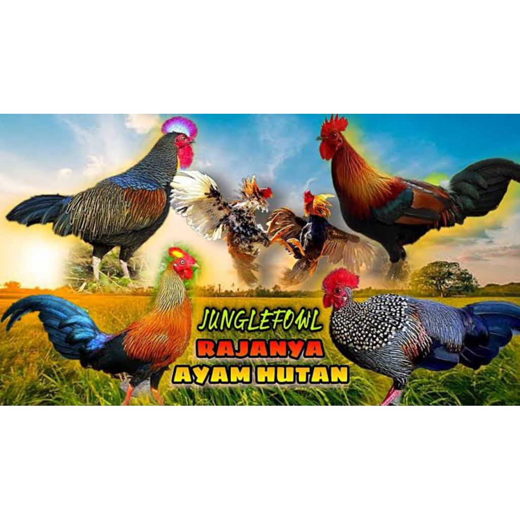

telur vertil ayam hutan hijau original