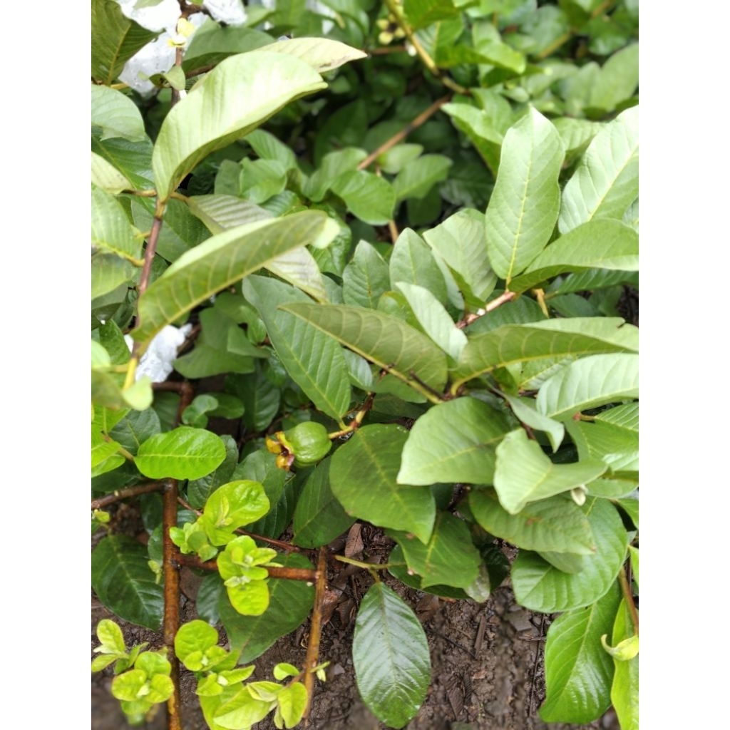 

Daun Jambu Biji ORGANIK, obat diare alami(1lembar)