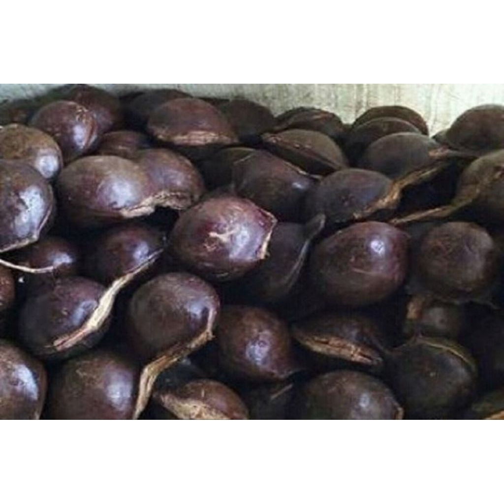 

lalapan jengkol muda(belum kupas)jengkol segar berat 1 kg